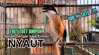 Download lagu Cendet gacor TOET TOET AMPUH untuk PANCINGAN CENDET AGAR BUNYI jadikan PENTET GACOR SEKETIKA JUGA mp3 Download lagu Cendet gacor TOET TOET AMPUH untuk PANCINGAN CENDET AGAR BUNYI jadikan PENTET GACOR SEKETIKA JUGA mp3