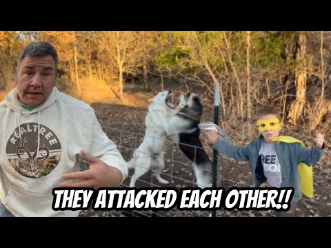 LIVESTOCK GUARDIAN DOG ATTACKED EACH OTHER ON CAMERA!!