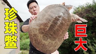 [問卦] 台灣有珍珠鱉入侵嗎？