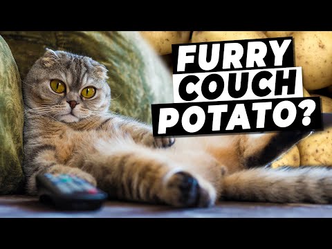 How To Fix A Lazy Cat (Tips For Keeping Your Cat Active!)