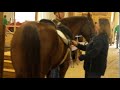 7 Second Long Horse Fart