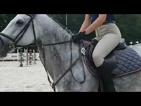 Carissima (Arezzo VDL x Carambole) 2019/07/21 ZO-B Biały Las - 110cm I SPRZEDANA / SOLD