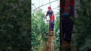 Greenhouse Tomato Harvest Hack