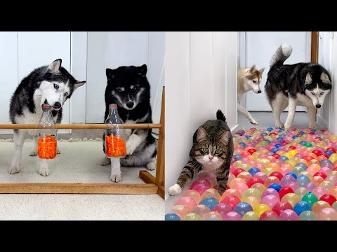 Every Day I Test My Pets’ BRAINS: Dog & Cat Logic Challenges!