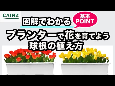  8月から9月に植えるべき球根は何ですか?秋の庭を彩る5つの花  庭園