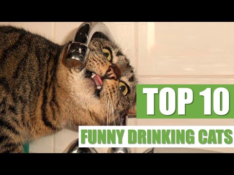 TOP 10 FUNNY DRINKING CATS