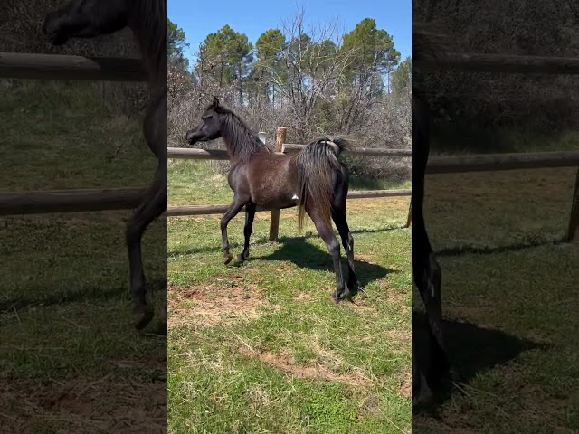  Jument Pur Sang Arabe – 3 ans – Noire rubicano