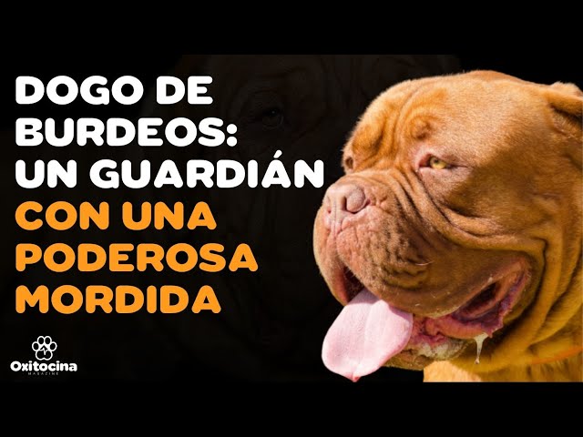 Vídeo relacionado con Felpudo Entrada casa Tapete con Las Reglas del Cachorro Dogo de Burdeos