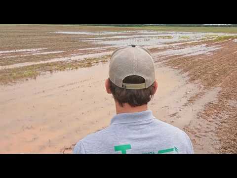 Excesso de chuva ameaça produtividade do milho em Paranatinga