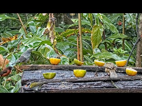Orange-billed Sparrows Joins Thrushes And Tanagers At The Panama Fruit Feeder – March 8, 2021