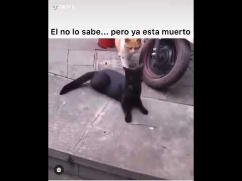 Hasta los gatos son infieles