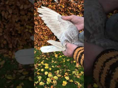 NL 1664890 2020  orig Marc Gielen