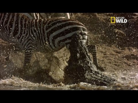 La patience du crocodile