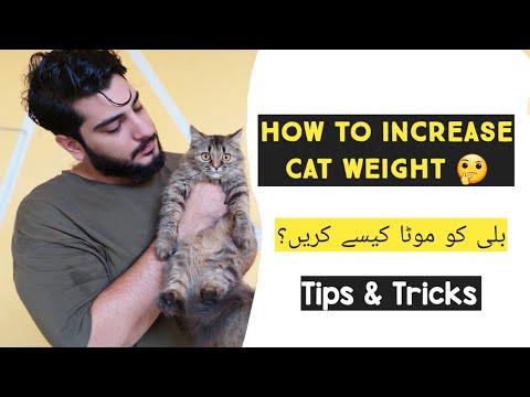How to Make Persian Cat Fluffy & Chubby | Make Your Cat Fatty | Best Diet Tips for Persian Cats