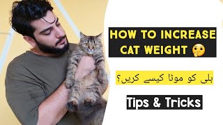 How to Make Persian Cat Fluffy & Chubby | Make Your Cat Fatty | Best Diet Tips for Persian Cats