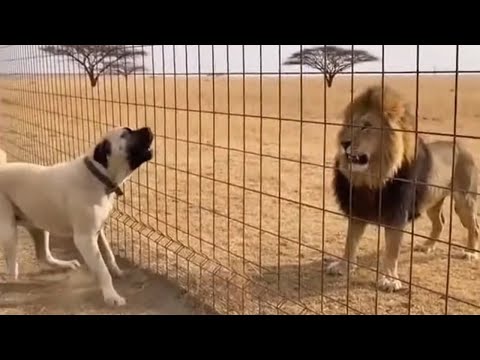 743 PSI: Este Perro Muerde Más Fuerte que un León 🦁