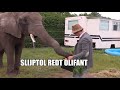 Slijptol redt olifant Buba uit handen Animal Rights