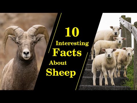 , title : '"10 Fascinating Facts About Sheep You Never Knew 🐑🤯"'
