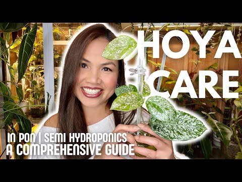 HOYA CARE in PON and Semi-Hydroponics: A Comprehensive Guide 🌿
