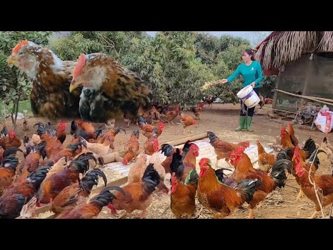 , title : 'Chicken breeding.  Diseases and risks in livestock production.  (Episode 162).'
