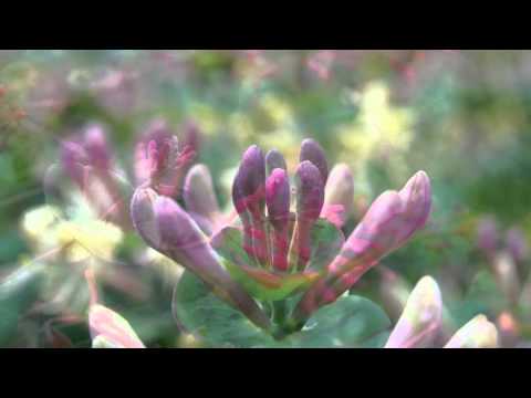 Kwitnące wiciokrzewy - lonicera - blooming honeysuckle