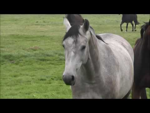 Stute v. Numero Uno *2014