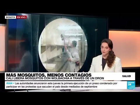 ¿Más mosquitos, menos dengue?: Wolbachia, la bacteria que resuelve la ecuación