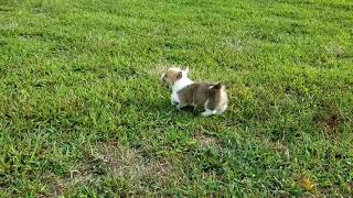 Video preview image #1 Pembroke Welsh Corgi Puppy For Sale in CLARK, MO, USA