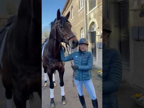 Hengste in Bern - Episode 7