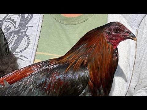 BLACK ⚫ Roger Tabac Rcp Farm Hawaii