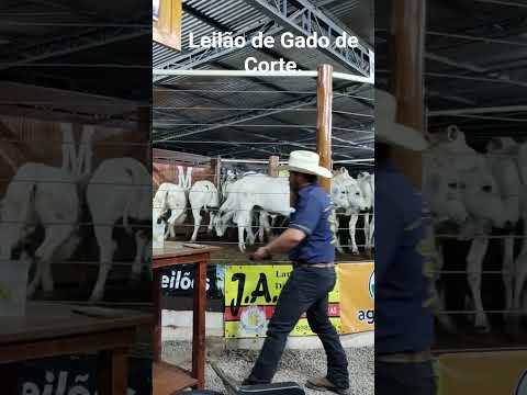 Leilão de Gado de Corte, Rosário do Ivaí PR.