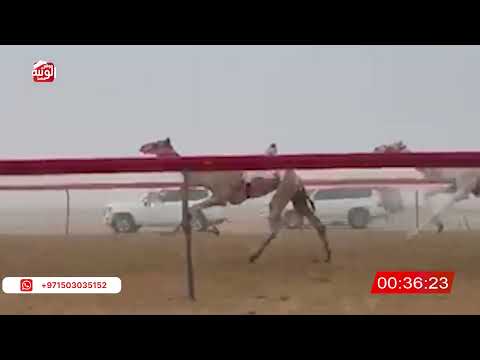  ش 1 (هملوله) لـ سهيل محمد خلفان المزروعي 2:12 , شارة الصندوق 2026/06/14 فطامين سويحان       