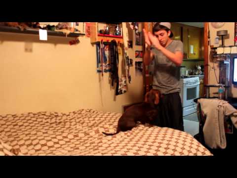 BP-Random Video With Brownie My Dog :P