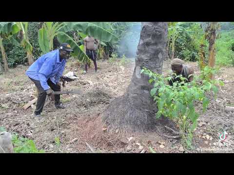 Giant Cane Rat Hunt 🐀