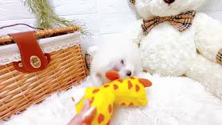 トイプードルの動画02