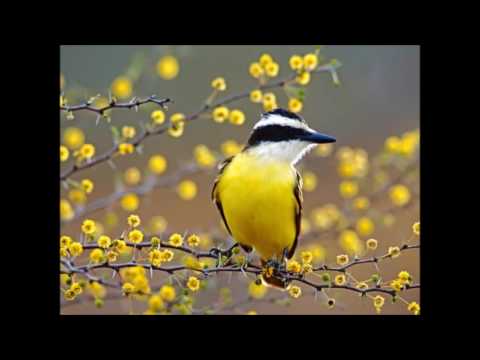 Tulipa Ruiz - Ordem das árvores (com as árvores e passarinhos)