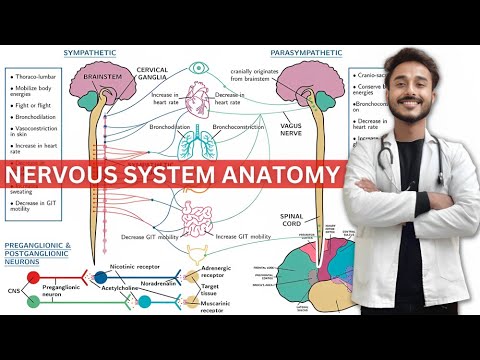 autonomic nervous system anatomy | sympathetic nervous system | parasympathetic nervous system