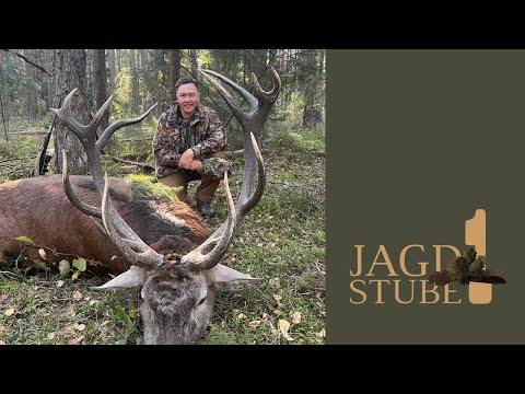 Hirschbrunft 2024 in der Belowescher Heide - Weißrussland