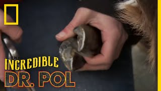 A Goat Gets Their Hoof Trimmed | The Incredible Dr. Pol