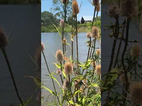 Laguna del Ecoparque de San Fernando, Buenos Aires, Argentina