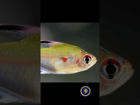 Bleeding Heart Tetra — Hyphessobrycon erythrostigma
