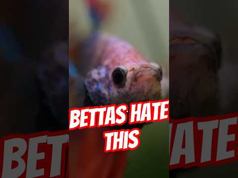 5 Things Betta Fish Hate 😡