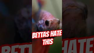 Download lagu 5 Things Betta Fish Hate 😡 mp3