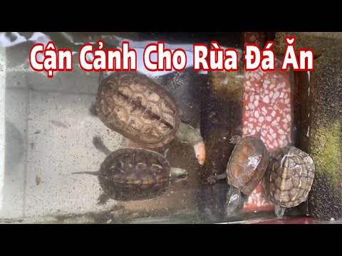 Nuôi Rùa Đá-Cho Ăn Như Thế Nào???