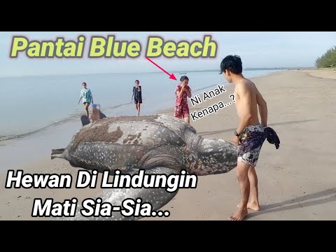 Penyu Mati di Pantai Blue Beach Pangempang Muara Badak Kal/Tim