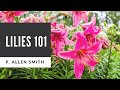 Lilies 101: Care, Types and Handling
