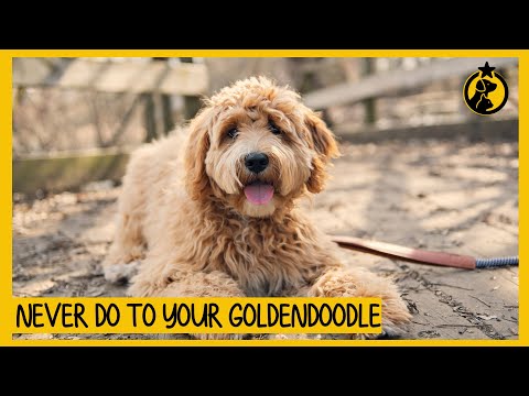 YouTube video about: Can goldendoodles be outside dogs?