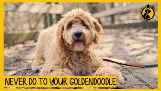 5 Things You Must Never Do to Your Goldendoodle