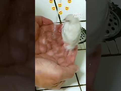 Adorable Little Birds Taking Bath in Owner’s Hands