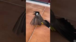 Download lagu Kutilang unik, warna lebih hitam pekat mp3 Download lagu Kutilang unik, warna lebih hitam pekat mp3